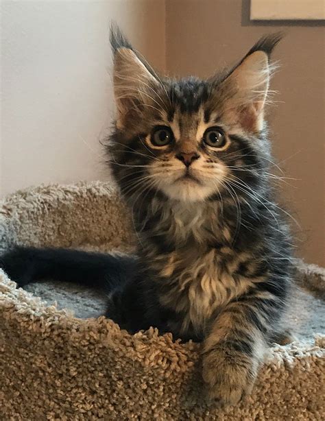 Located in Beckley West Virginia. . Craigslist maine coon